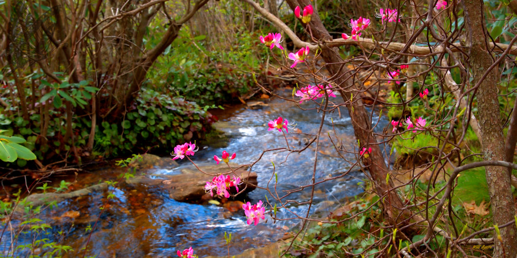 Springtime in the Blue Ridge Mountains, NC